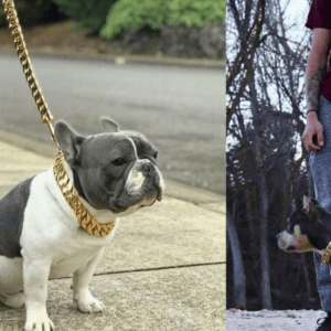 Kilo Cuban 14K Gold Link Dog Leash